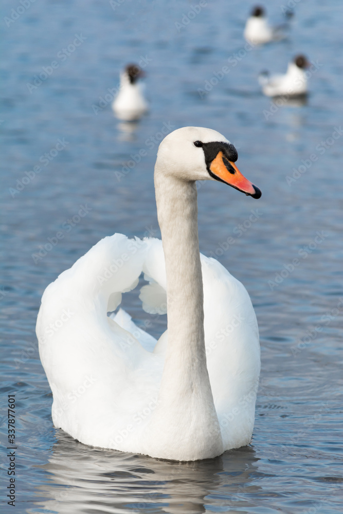Obraz premium One white swan on blue water with small waves. Wildlife Background