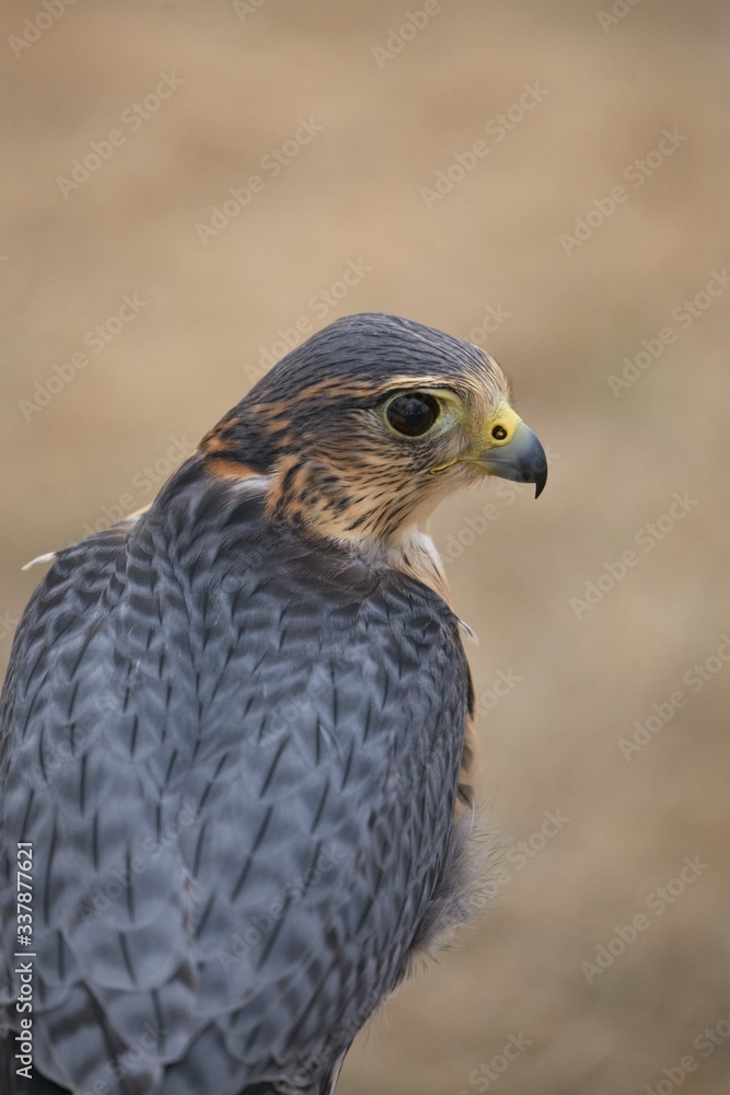 Obraz premium Falcon Close Up Head Profile