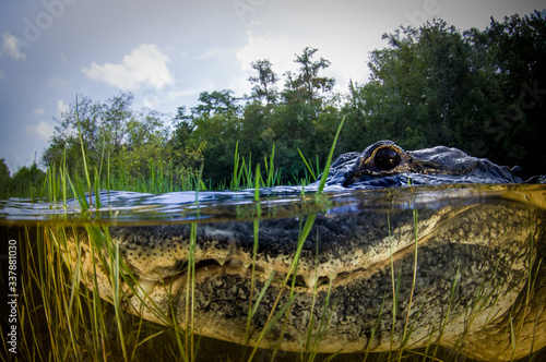 Tela American alligator split image