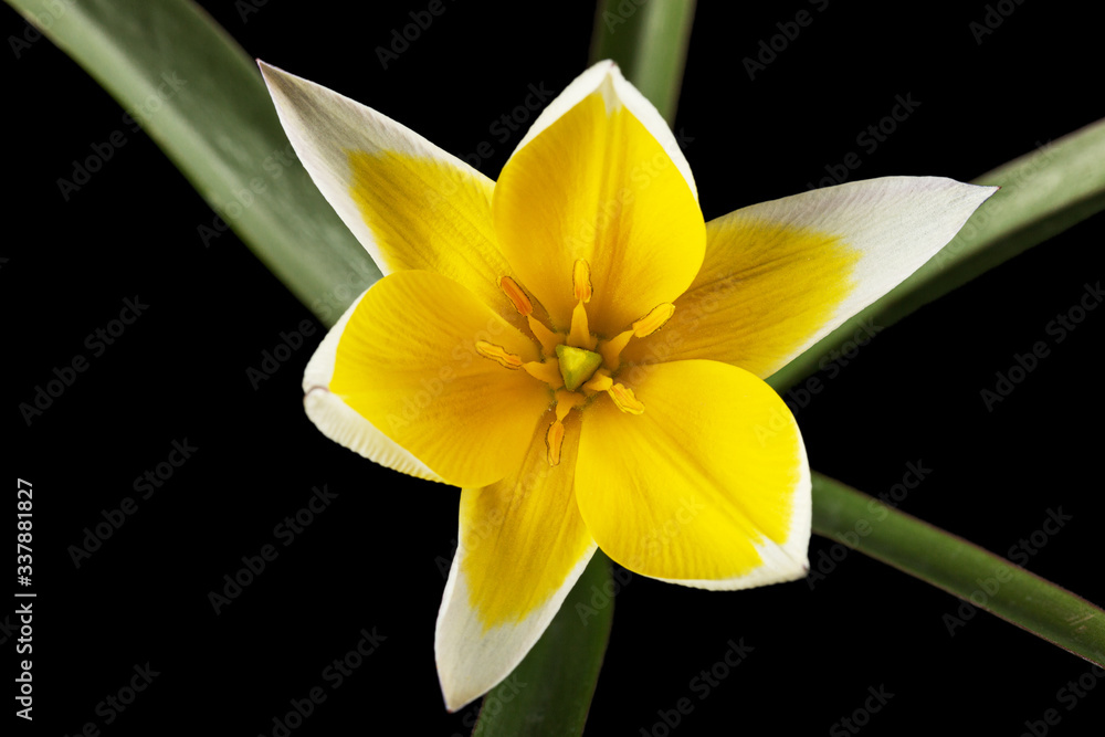 Obraz premium Flower of tulipa Tarda, botanical tulip, isolated on black background