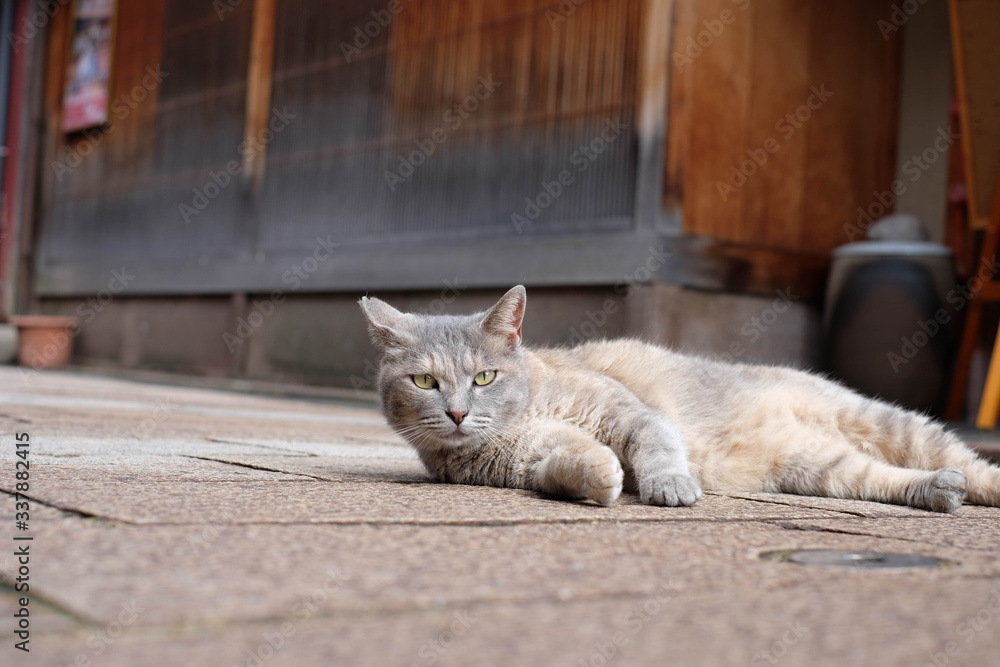 野良猫