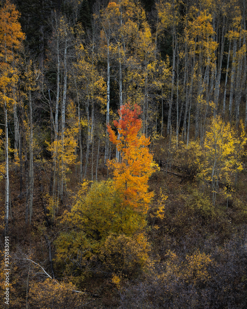 Fototapeta premium Fall is Coming