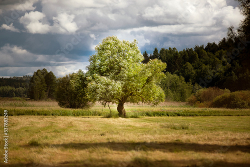 Fototapeta Naklejka Na Ścianę i Meble -  Drzewa na polu