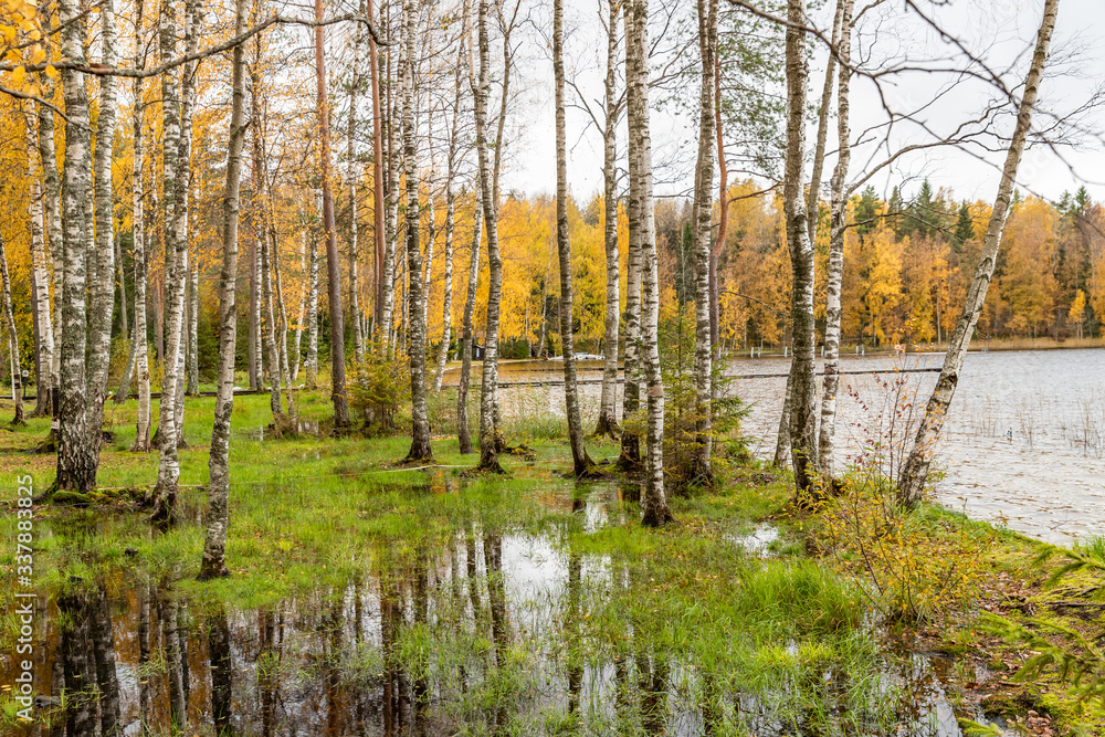 Obraz premium The wild area in beautiful forest in Autumn, Specular reflection in water, Valday national park, yellow leafs at the ground, Russia, golden trees, cloudy weather