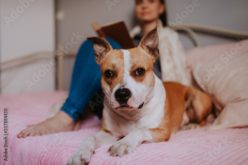 Portrait of a beautiful brown dog lying on the bed next to a teenage girl 