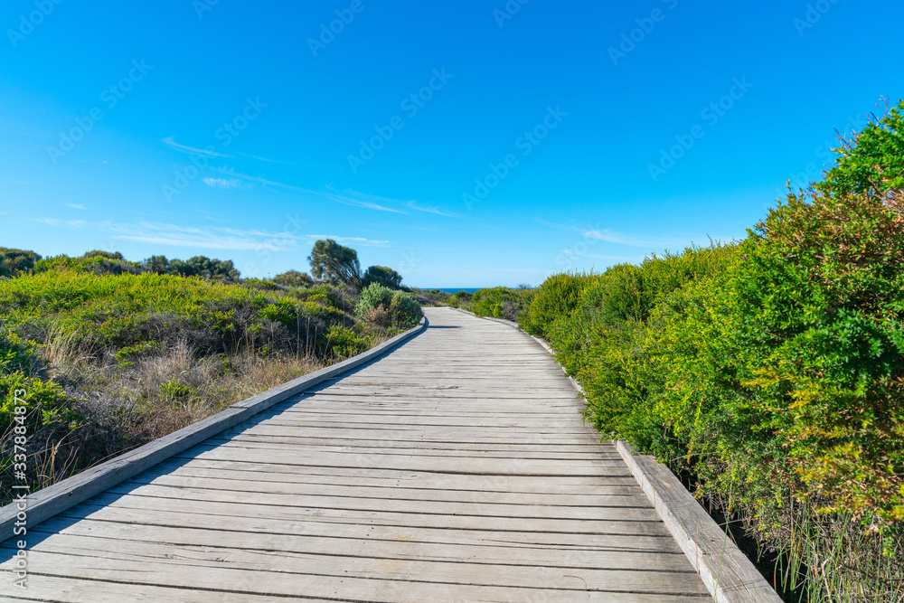 Wooden walkway winding through low trees and and coastal vegetation