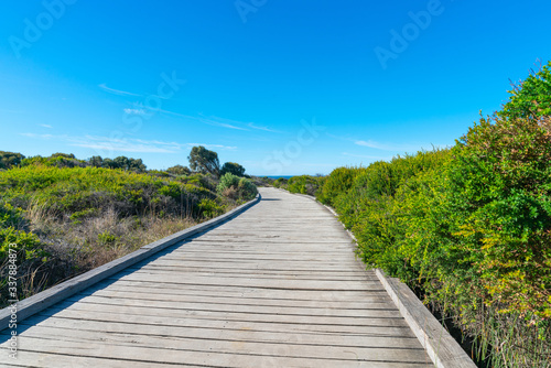 Wallpaper Mural Wooden walkway winding through low trees and and coastal vegetation Torontodigital.ca