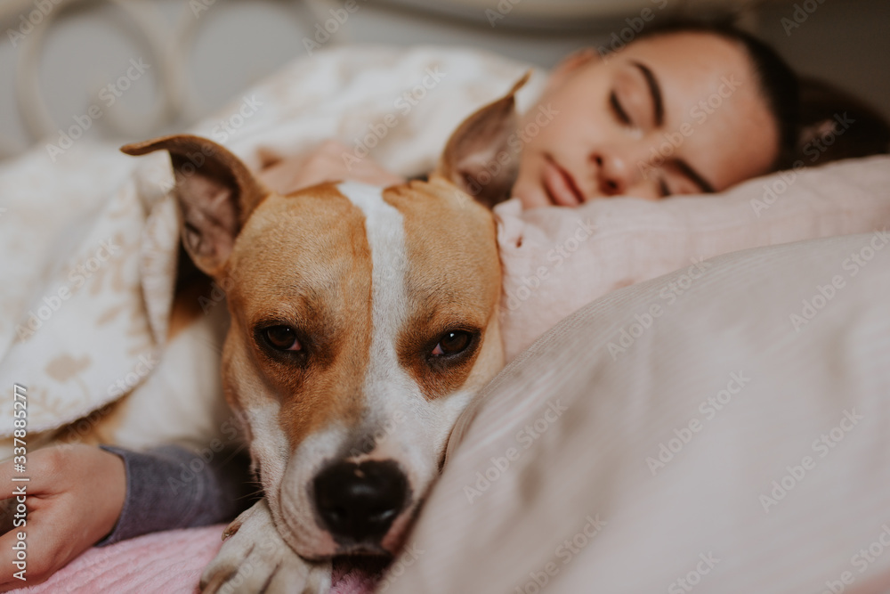 A beautiful brown dog breed Staffordshire Terrier and a young caucasian girl sleeping on the bed A beautiful brown dog breed Staffordshire Terrier and a young caucasian girl sleeping on the bed