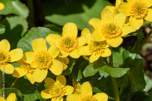 尾瀬ヶ原のリュウキンカ