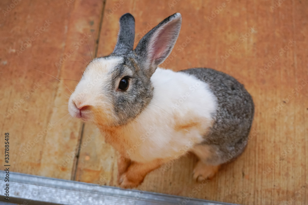 Naklejka premium Curious Gray and White Bunny