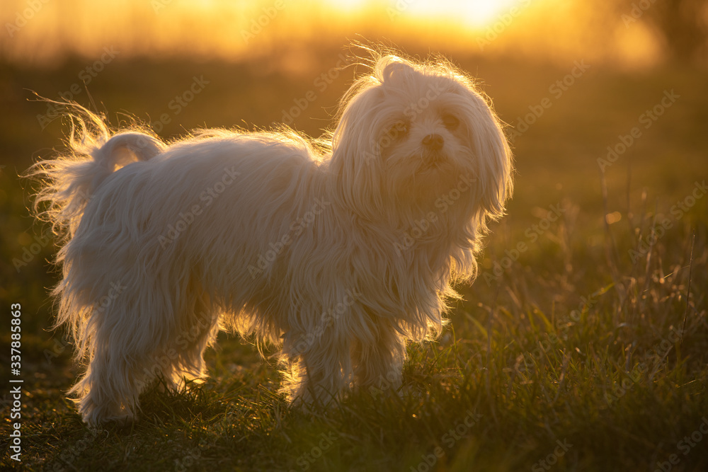 Adorable white puppy dog - bishon maltese outside on the meadow during sunset. Adorable white puppy dog - bishon maltese outside on the meadow during sunset.
