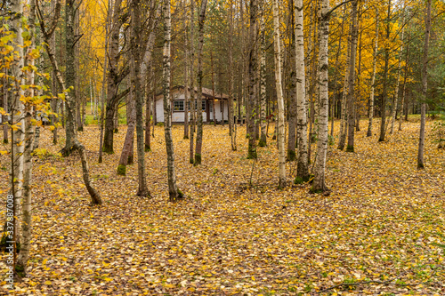 Forest lodge in backwoods, wild area in beautiful forest in Autumn, Valday national park, yellow leafs at the ground, Russia, golden trees, cloudy weather