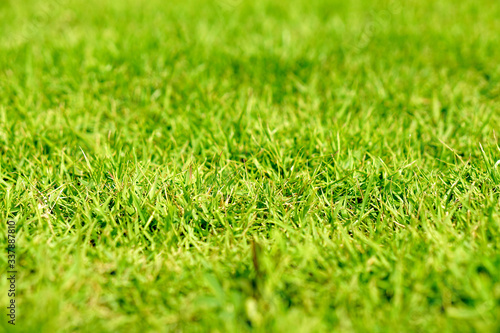 Wallpaper Mural green grass texture,  green background  from outdoor park Torontodigital.ca