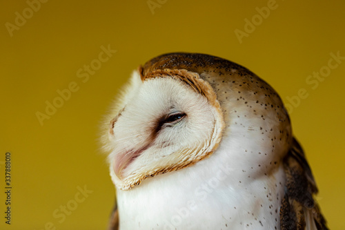 Barn owls (family Tytonidae) are one of the two families of owls, the other being the true owls or typical owls, Strigidae. 