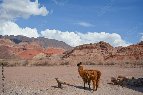 Alpaca en suelo   rido