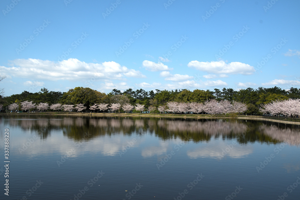 青空を背景に花盛りとなった水辺の桜並木と、そのリフレクション