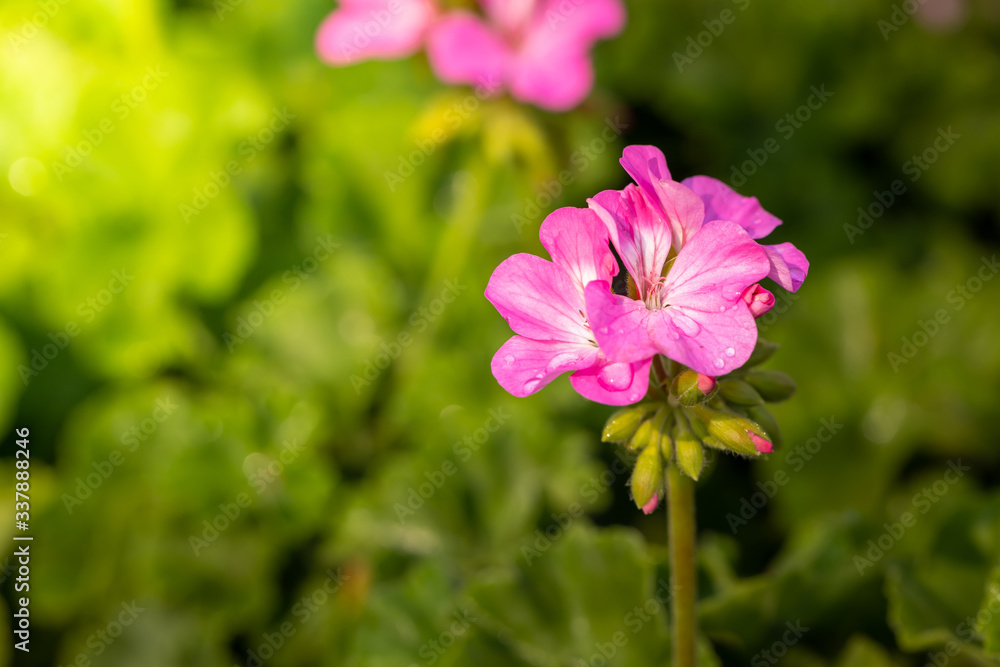 The background image of the colorful flowers The background image of the colorful flowers