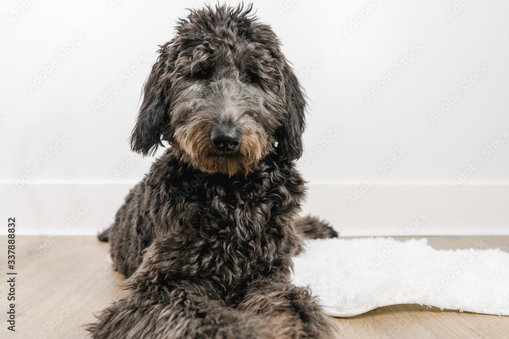 Black golden doodle laying down looking at camera