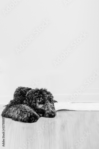 Black golden doodle laying down