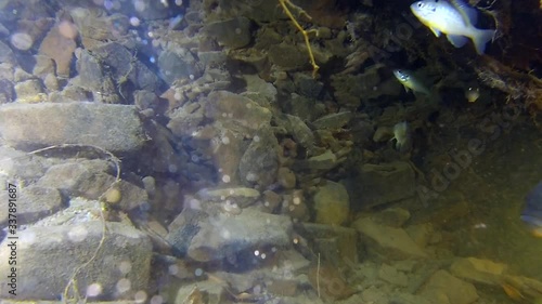 Freshwater Sunfish and Creek Chub swim underwater near rocks and submerged roots. photo