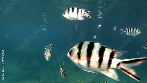 Beautiful, curious Dascillus Reef Fish swimming next to the camera - underwater photo