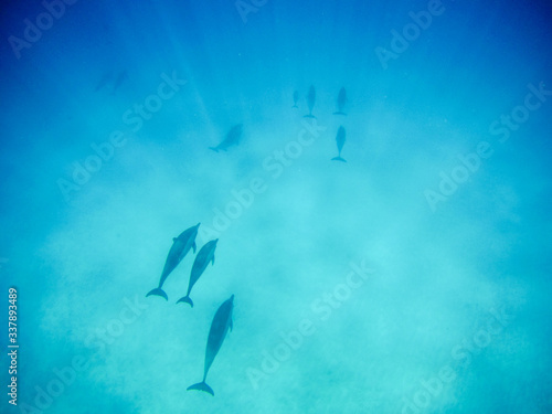 Leinwand Poster Hawaiian spinner dolphins
