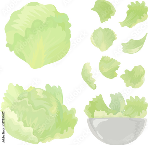 Set of two lettuce and salad leaves. Vector illustration.
