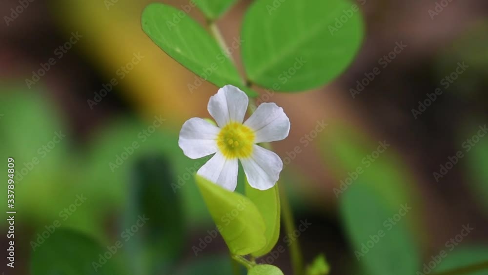 Tropical five petal white wildflower in Sri Lanka Tropical five petal white wildflower in Sri Lanka