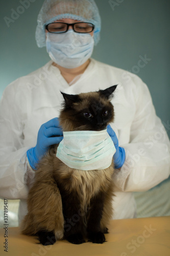 Fototapeta Naklejka Na Ścianę i Meble -  The veterinarian puts a protective medical mask on the cat.