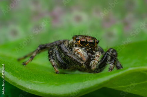 Close up of jumping spider on pink flowers background