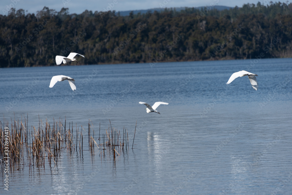 Fototapeta premium White Heron over lake