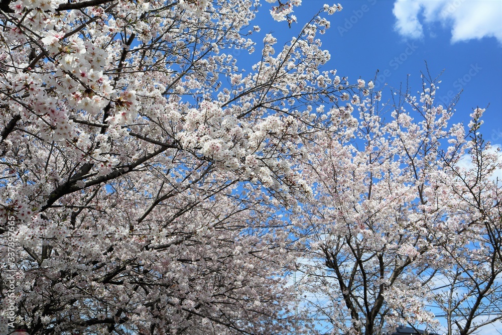 上牧町の桜並木