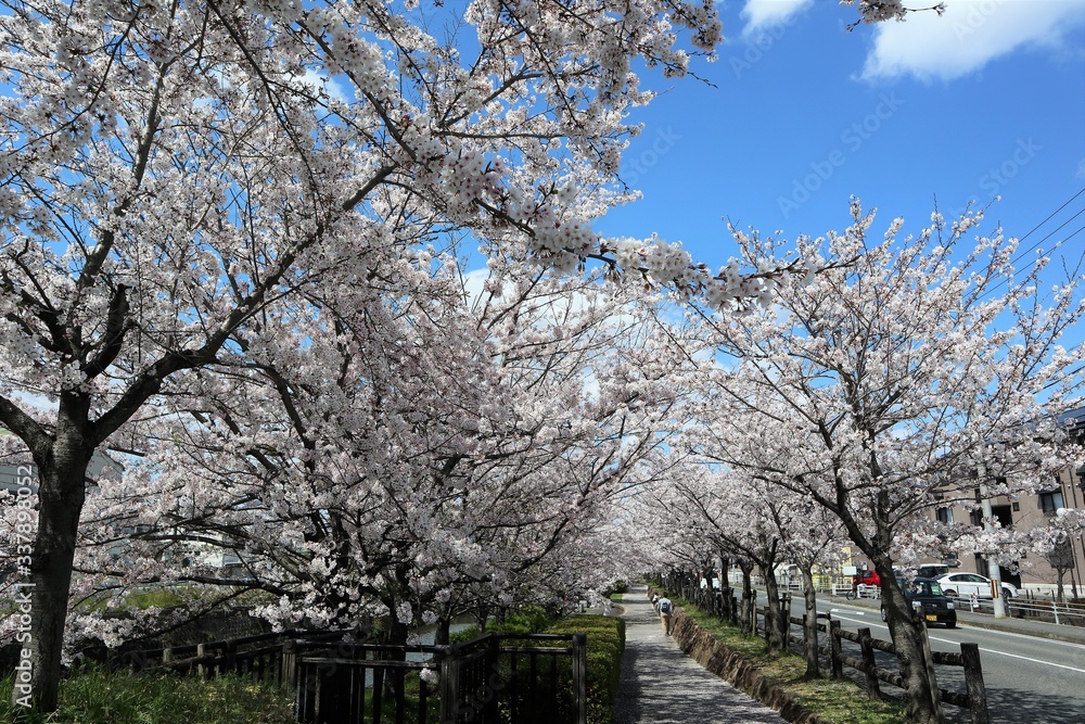 Obraz premium 上牧町の桜並木