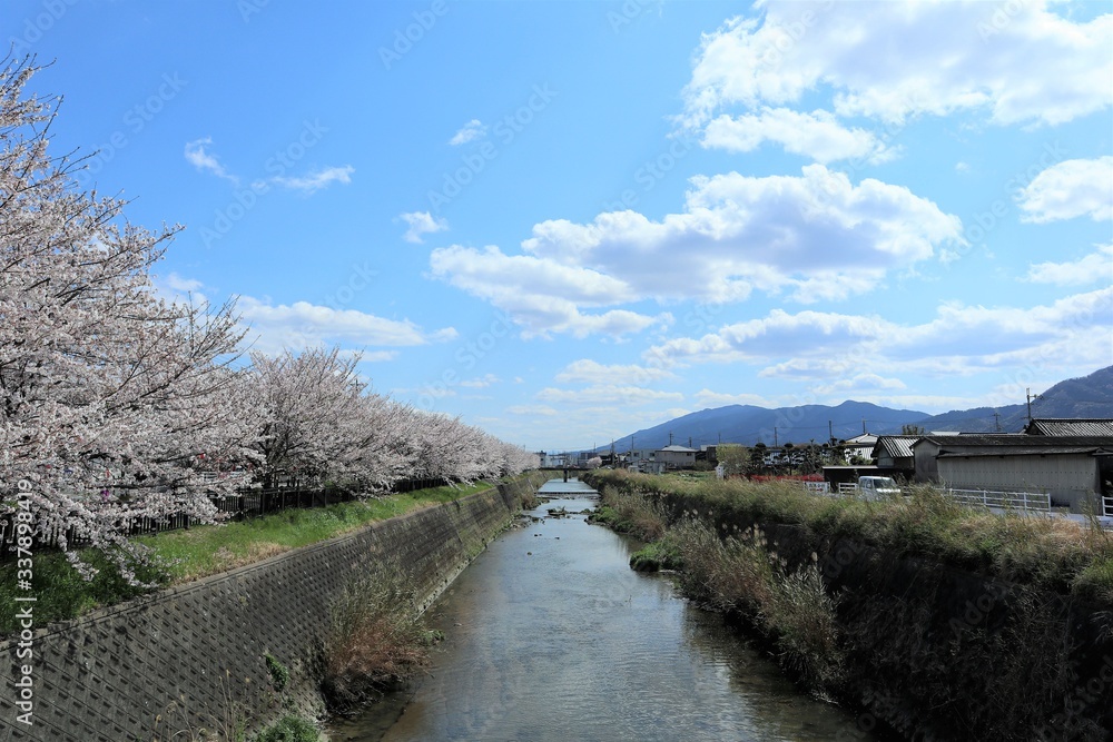 上牧町の桜並木