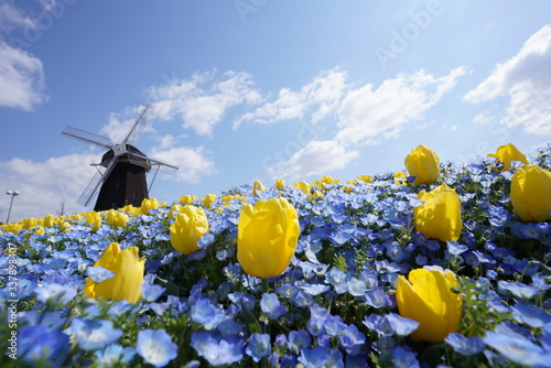鶴見緑地公園のネモフィラ畑