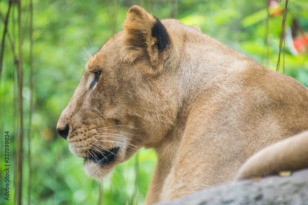 Naklejka premium Close up portrait of a lioness