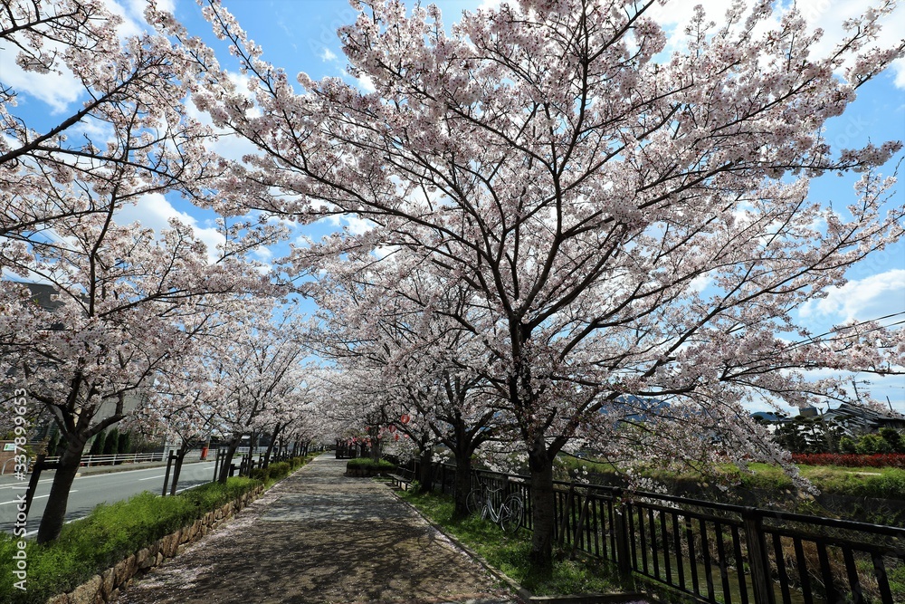 上牧町の桜並木