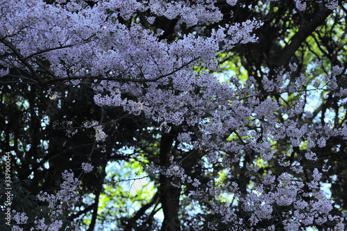 sakura, Japanese most beautiful flower