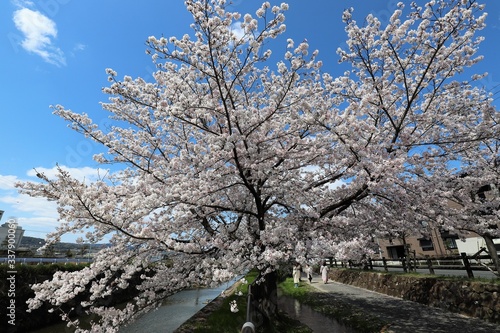 上牧町の桜並木