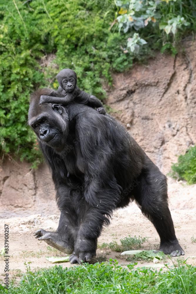 Mother Lowland Gorilla carrying her newborn baby
