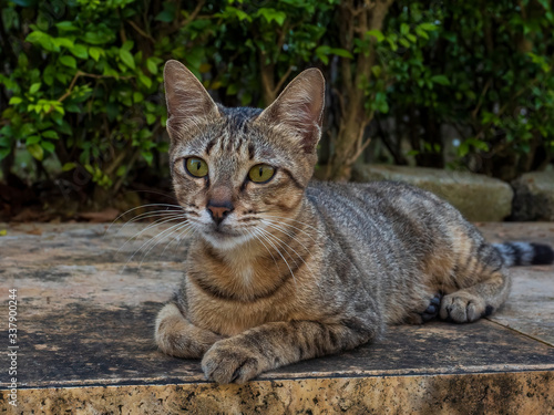 A tabby coloured domestic cat looking direct into the camera