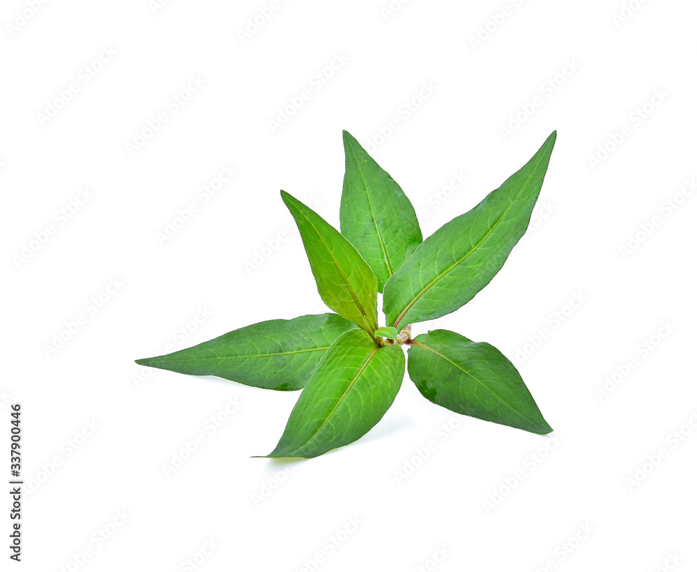 Polygonum odoratum leaves on white background Polygonum odoratum leaves on white background