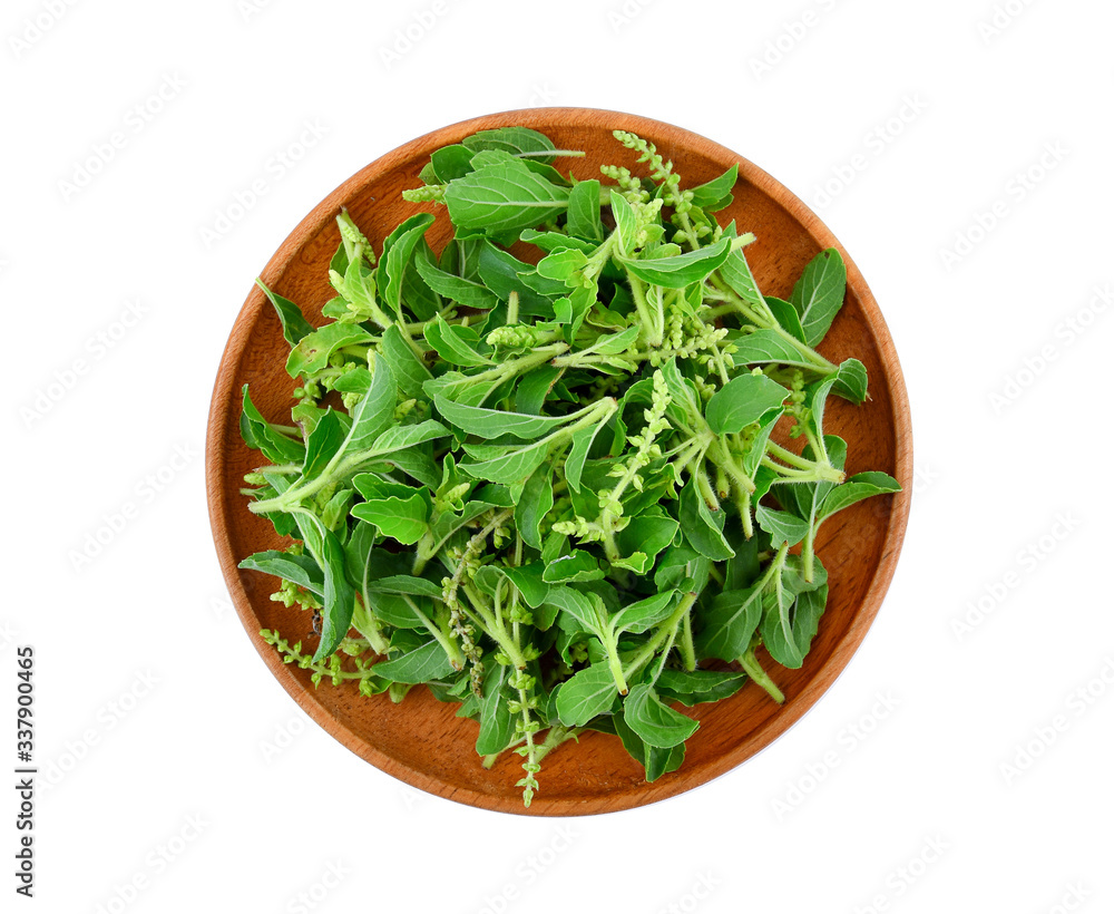 Holy basil leaves in wooden plate on white background Holy basil leaves in wooden plate on white background