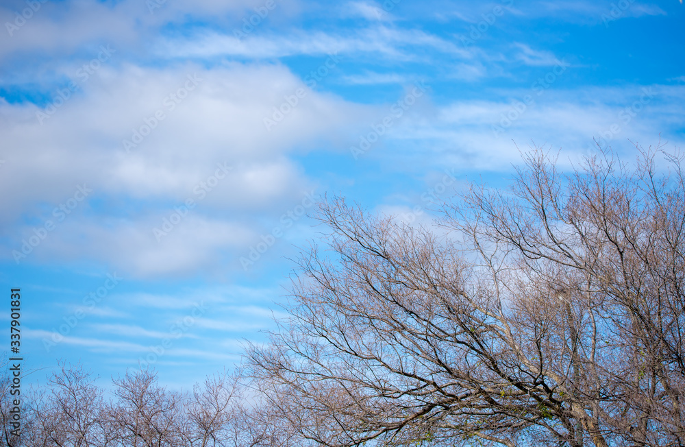 Tree amongst a beautiful blue sky in the autumn Tree amongst a beautiful blue sky in the autumn