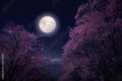 Romantic night scene - Beautiful cherry blossom (sakura flowers) in night skies with full moon. fantasy style artwork with vintage color tone. © jakkapan