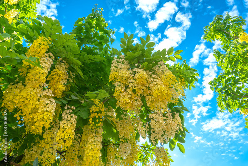 Cassia fistula or Golden shower flowers bloom in the early sunshine. Flowers used as ornamental and decorative garden