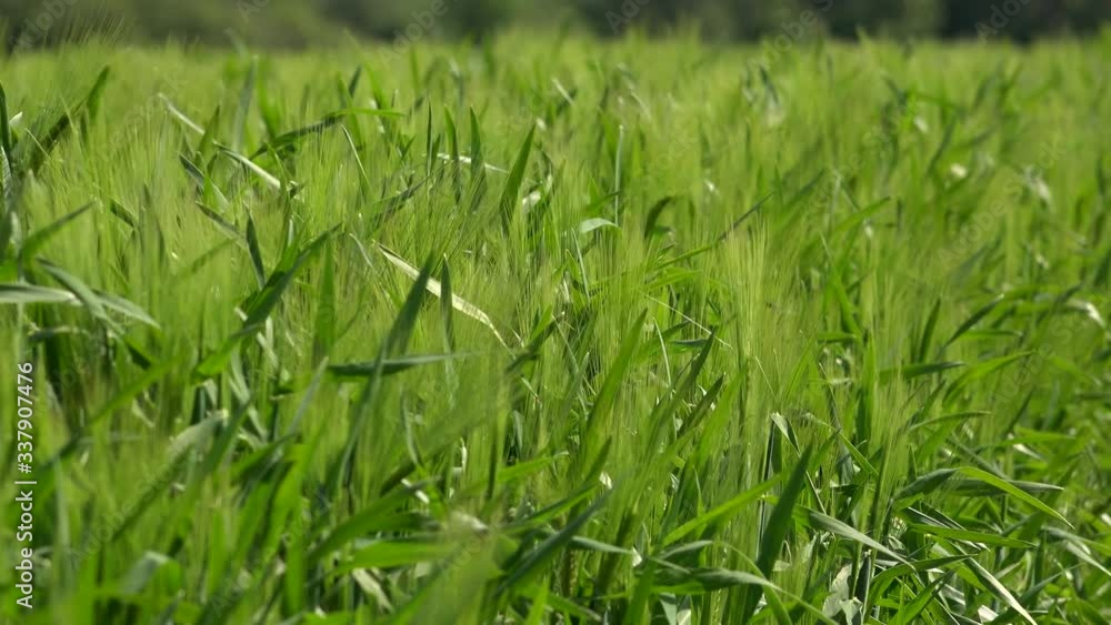 Wheat field close up crops growing in field UK 4K Wheat field close up crops growing in field UK 4K