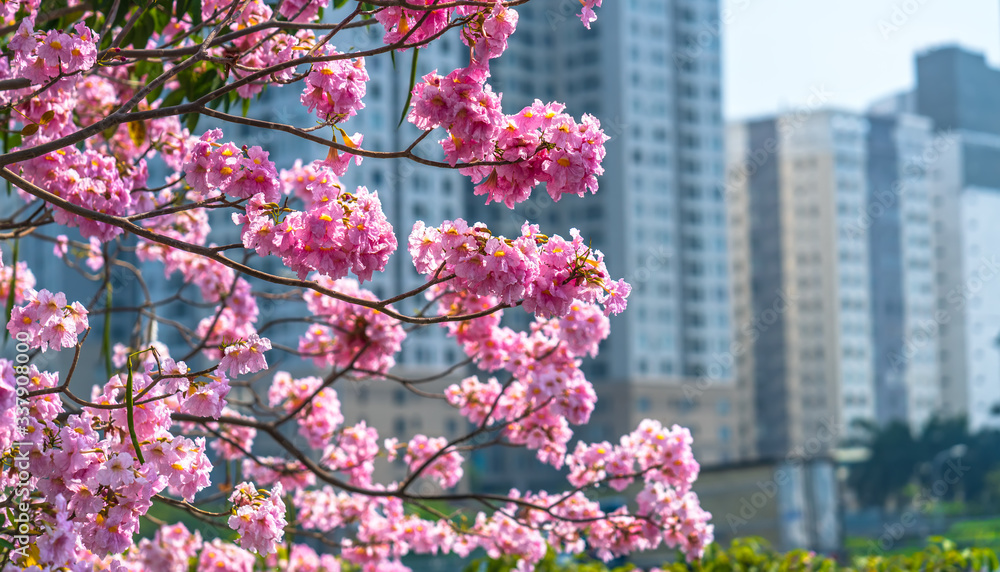 Tabebuia rosea or pink trumpet blooming with silhouette of apartment buildings background Tabebuia rosea or pink trumpet blooming with silhouette of apartment buildings background