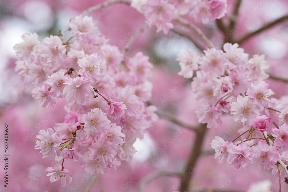 勝尾寺の山桜
