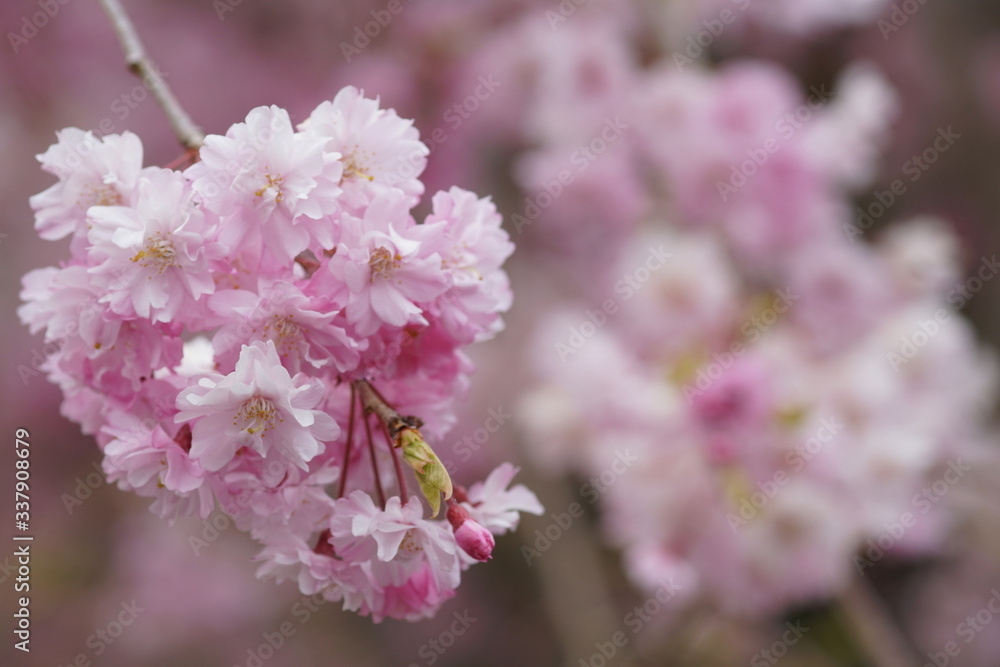 勝尾寺の山桜 勝尾寺の山桜